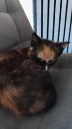 2 kittens 7 maanden., Dieren en Toebehoren, Katten en Kittens | Overige Katten, Poes