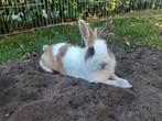 Konijnen, Dieren en Toebehoren, Konijnen, Vrouwelijk, Middelgroot, 0 tot 2 jaar