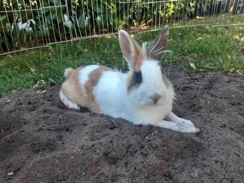 Konijnen, Dieren en Toebehoren, Konijnen, Middelgroot, Vrouwelijk, 0 tot 2 jaar