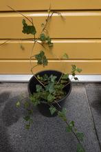 Klimop / hedera - 5 stekken groenblijvende klimplant stekjes, Ophalen, Vaste plant, Bloeit niet, Halfschaduw