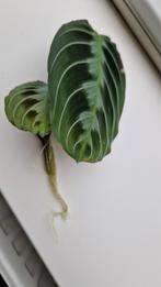 Maranta Black kopstek geworteld stekje, Ophalen of Verzenden, Overige soorten, Minder dan 100 cm