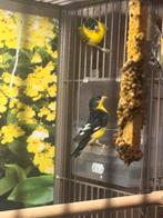 Mexico Sijsen koppel, Dieren en Toebehoren, Vogels | Overige Vogels, Meerdere dieren