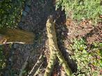 Gratis hout voor haard, Minder dan 3 m³, Ophalen of Verzenden, Overige houtsoorten