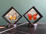 opgezette vlinders in transparant lijstje -taxidermie, Ophalen of Verzenden, Zo goed als nieuw, Insect, Opgezet dier