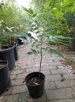 rhus typhina fluweelboom, Ophalen, Volle zon, Overige soorten