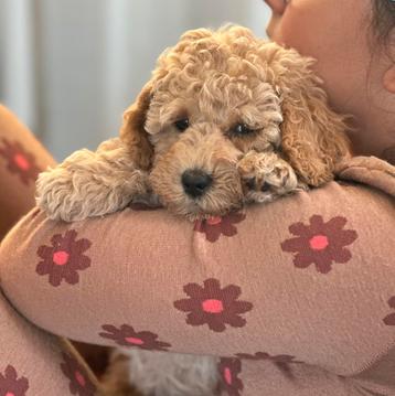 australien mini labradoodle mogen verhuizen 2 reutjes  beschikbaar voor biedingen