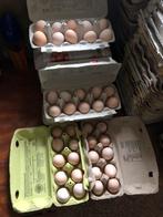 Wyandotte kriel broedeitjes mix, Ophalen of Verzenden, Nieuw, Overige typen