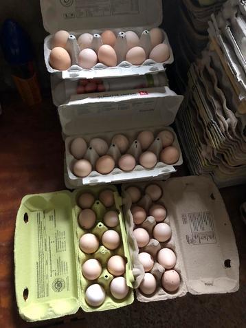 Wyandotte kriel broedeitjes mix beschikbaar voor biedingen