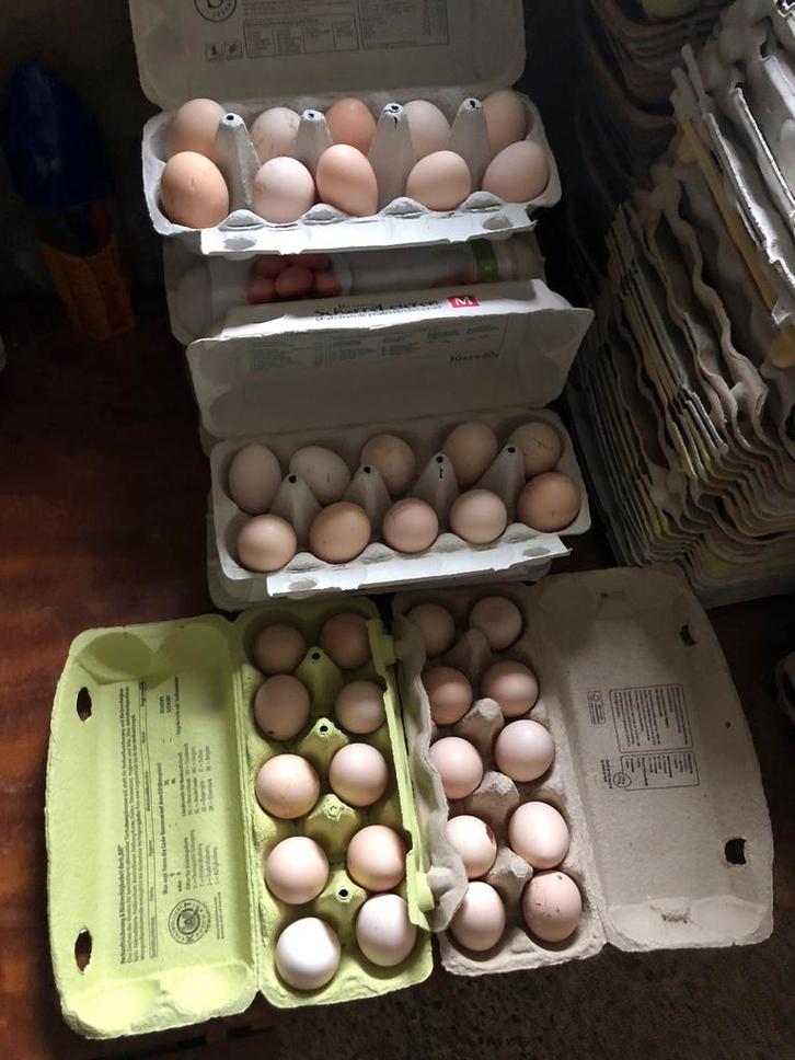 Wyandotte kriel broedeitjes mix, Dieren en Toebehoren, Pluimvee | Toebehoren, Nieuw, Overige typen, Ophalen of Verzenden