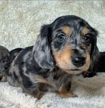 Langharige Teckels  dwerg en dwerg & standaard alle kleuren, Dieren en Toebehoren, Honden | Teckels en Dashonden, Nederland, 8 tot 15 weken