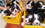 Berner sennen pups, Overige rassen, 8 tot 15 weken, Meerdere, Meerdere dieren