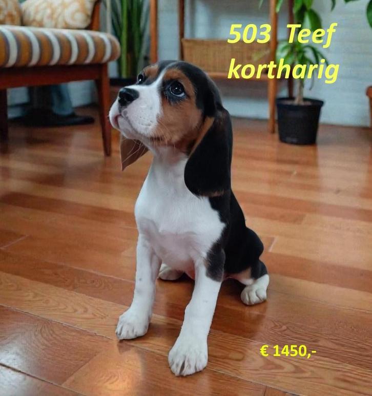 !!!!!  Beaglier-puppy's !!!!!, Dieren en Toebehoren, Honden | Beagles, Bassets en Lopende honden, Meerdere dieren, Overige rassen