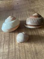 Set van 3 Slakkenhuizen - Decoratie, Ophalen of Verzenden, Schelp(en)