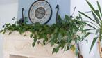 Indoor plants, Huis en Inrichting, Kamerplanten, Ophalen, Overige soorten, Minder dan 100 cm