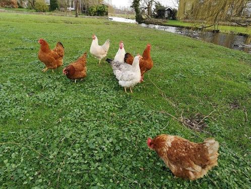 Sierkippen-Knuffelkippen-Krielkippen-Legkippen-Grote kippen., Dieren en Toebehoren, Pluimvee, Kip, Vrouwelijk