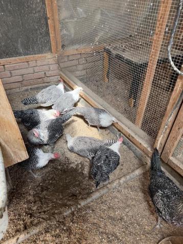 jonge hanen zilverbrakel en dubbel gezoomde wynandotte  t k beschikbaar voor biedingen