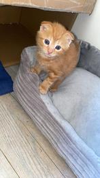 Lieve kittens, Kater