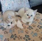 Prachtige, aanhankelijke kittens.  Ragdoll X Britse Langhaar, Dieren en Toebehoren, Kater, Ingeënt