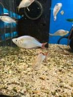 Melanotaenia Preacox - diamant regenboog, Vis, Zoetwatervis, Schoolvis