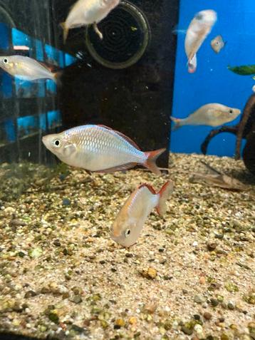 Melanotaenia Preacox - diamant regenboog  beschikbaar voor biedingen