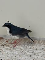 Siberische blauwe nachtegaal - luscinia cyane, Mannelijk, Tropenvogel, Geringd