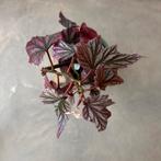 Begonia Pink Minx - Gewortelde Stek, Huis en Inrichting, Kamerplanten, Ophalen, Halfschaduw, Minder dan 100 cm