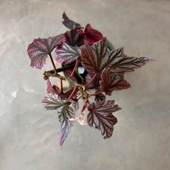 Begonia Pink Minx - Gewortelde Stek, Huis en Inrichting, Kamerplanten, Minder dan 100 cm, Halfschaduw, Ophalen