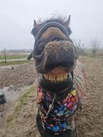 PaardenDekens laten Wassen, Ophalen, Nieuw, Deken
