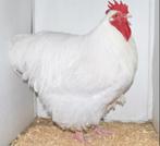 Gevraagd Witte Orpington haan, Dieren en Toebehoren, Pluimvee, Mannelijk, Kip