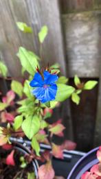 Tuinplant, Ophalen of Verzenden, Voorjaar, Halfschaduw