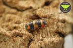 Ardentiella tricolour, Mieren