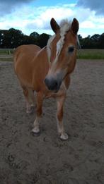 verzorger gezocht voor onze 2 Haflingers, Ophalen, Gebruikt