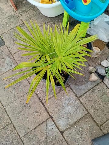 Mooie Palm te Koop! beschikbaar voor biedingen