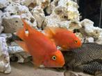 Cichlasoma Red Parrot Rode Papagaai Cichlide, Dieren en Toebehoren, Vis, Zoetwatervis