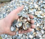 70 Ton Gewassen Schelpen - Tuinverharding, Tuin en Terras, Ophalen, Overige materialen, Gebruikt, Wit