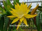 Epiphyllum Kiwi Honey Bright KHB - T13, Huis en Inrichting, Kamerplanten, Ophalen of Verzenden, Overige soorten, Minder dan 100 cm