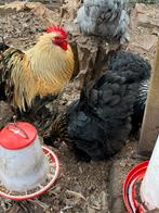 Mooie lieve Cochin haan zwart goud, Dieren en Toebehoren, Pluimvee, Mannelijk, Kip