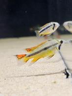diverse aquarium vissen "actielijst", Vis, Zoetwatervis, Schoolvis