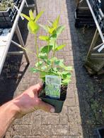Dropplant, agastache, Ophalen, Zomer, Siergrassen, Volle zon