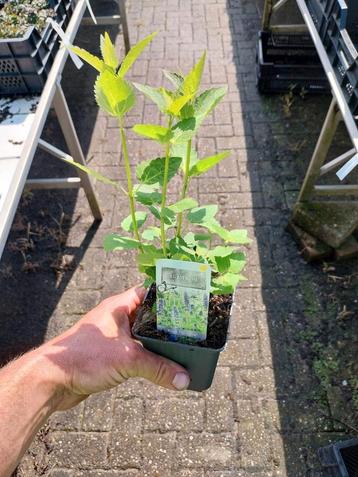 Dropplant, agastache beschikbaar voor biedingen