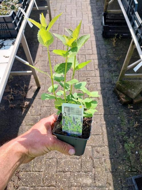 Dropplant, agastache, Tuin en Terras, Planten | Tuinplanten, Siergrassen, Volle zon, Zomer, Ophalen