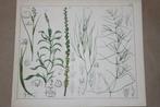 Antieke botanische kleurenlitho - Waterplanten - 1862 !!, Ophalen of Verzenden