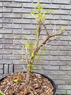 Bonsai Blauwe regen ‘Prolific’ / Wisteria sinensis, Ophalen, Halfschaduw, Overige soorten, Lente