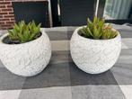 2 x bloempot rond wit  incl aloe planten erin Elst (U), Ophalen, Vetplant, Halfschaduw, Minder dan 100 cm
