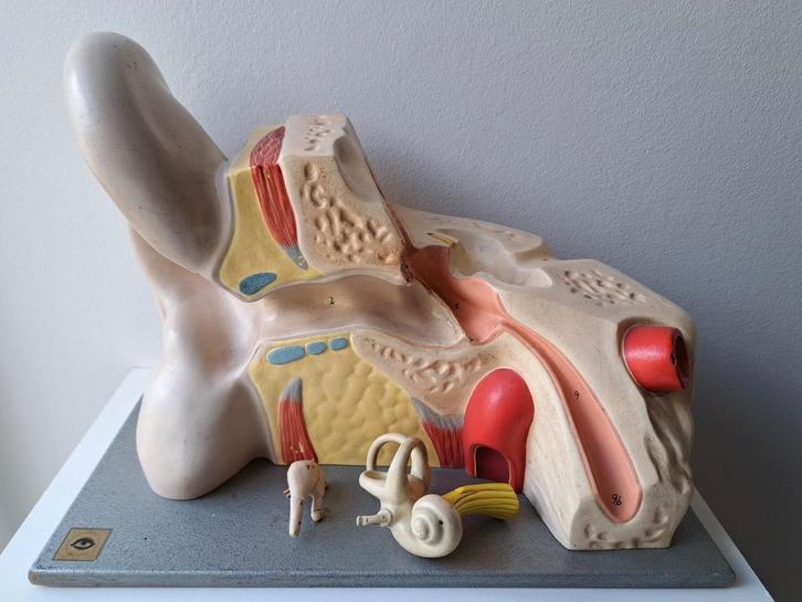 Anatomisch model oor mens, Antiek en Kunst, Curiosa en Brocante, Ophalen of Verzenden