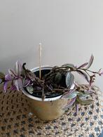 Tradescantia +++Ruil mij!!+++, Ophalen, Overige soorten, Minder dan 100 cm