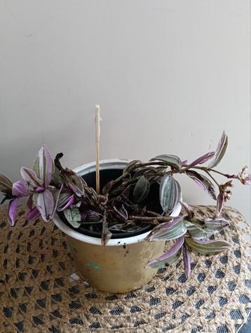 Tradescantia +++Ruil mij!!+++ beschikbaar voor biedingen