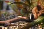 L144 Ancistrus Blue Eyes, Dieren en Toebehoren, Vis, Zoetwatervis