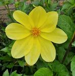 Dahlia Geel Mix - Collorette & Pompon, Overige soorten, Volle zon, Eenjarig, Ophalen of Verzenden