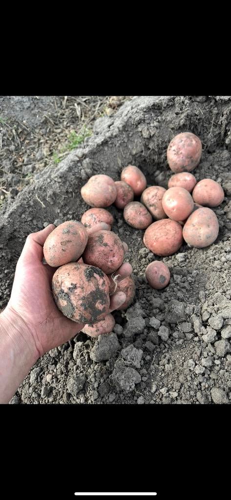 Bildtstar aardappelen, Ophalen of Verzenden